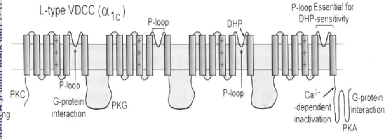 Gambar 6  Ilustrasi kanal kalsium yang bergantung tegangan lsitrik membran tipe- tipe-L (VDCC=voltage-dependent calcium channel; DHP=letak reseptor  dihidropiridin; +++ = voltage-sensor) (MacDonald &amp; Wheeler, 2003)) 