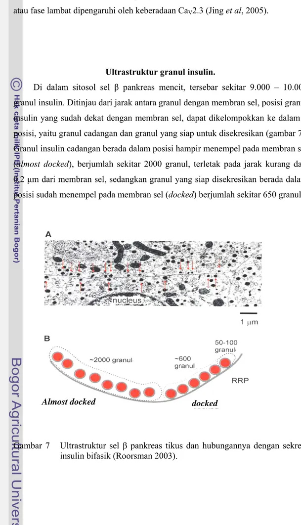 Gambar 7   Ultrastruktur sel β pankreas tikus dan hubungannya dengan sekresi  insulin bifasik (Roorsman 2003)