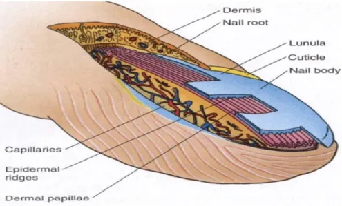 gambar struktur kuku
