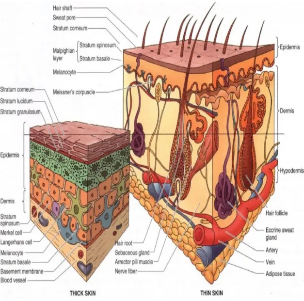 gambar : struktur kulit