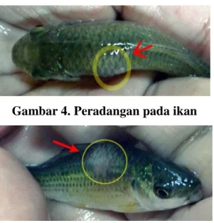Gambar 4. Peradangan pada ikan 