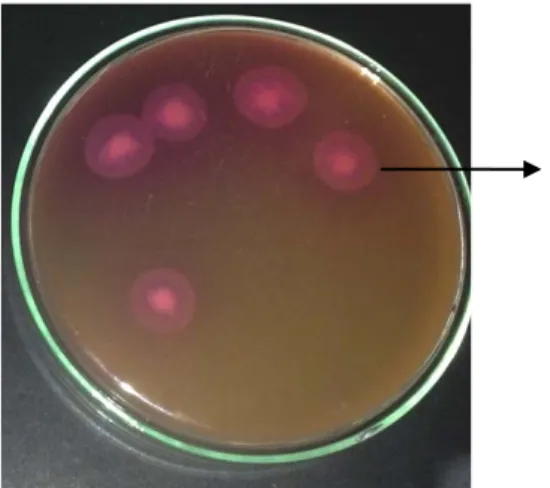 Gambar 8.  Pertumbuhan  isolat  Bacillus cereus  dari MP-ASI  pada media agar   MYP 