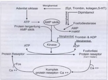 Gambar 2.2. Reaksi biokimiawi dalam sel trombosit  (17)