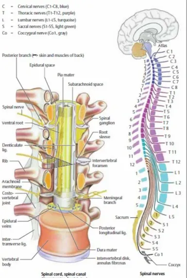 Gambar 1. Anatomi Medula spinalis 3