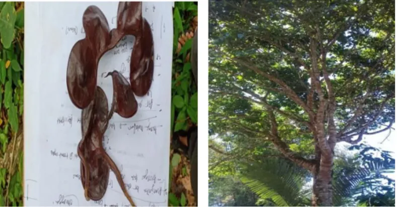 Gambar 5. Buah dan Pohon Jengkol (Pithecollobium lobatum) 