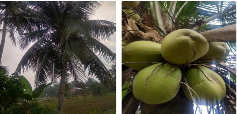Gambar 10. Tanaman dan Buah Kelapa (Cocos nucifera) 