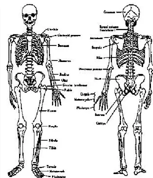 Gambar 2.7 Pandangan depan dan belakang dari sistem tulang manusia  Sumber : Nurmianto, (2005:11) 
