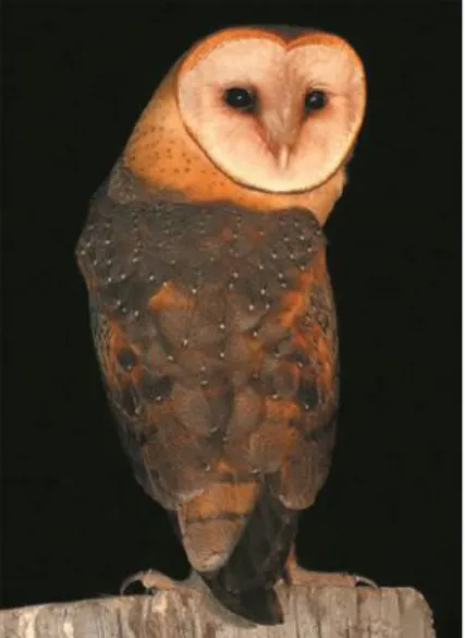 Gambar 1 Jenis Burung Hantu Tyto Alba  Sumber: 