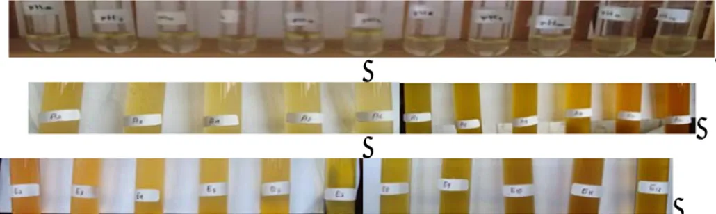 Gambar 2. Perubahan warna larutan buffer pH = 2, 3, 4, 5, 6, 7, 8, 9, 10, 11, dan 12 setelah penambahan indikator pH cair kulit kesumba dengan pelarut etil asetat