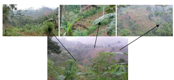 Gambar 3. Posisi pola pemanfaatan lahan dalam satu daerah tangkapanSubDAS Naruan