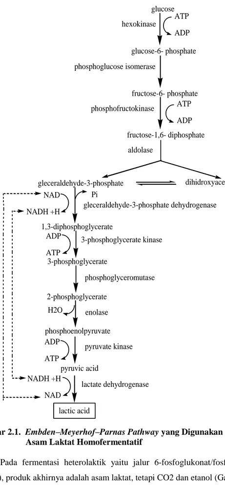Gambar 2.1.  Embden–Meyerhof–Parnas Pathway yang Digunakan Bakteri  Asam Laktat Homofermentatif 