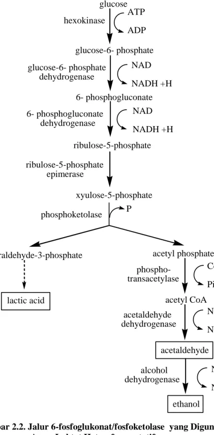 Gambar 2.2. Jalur 6-fosfoglukonat/fosfoketolase  yang Digunakan Bakteri  Asam Laktat Heterofermentatif 