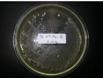 Gambar 4.4. Bakteri Asam Laktat dengan Zona Bening dalam Media MRSA  