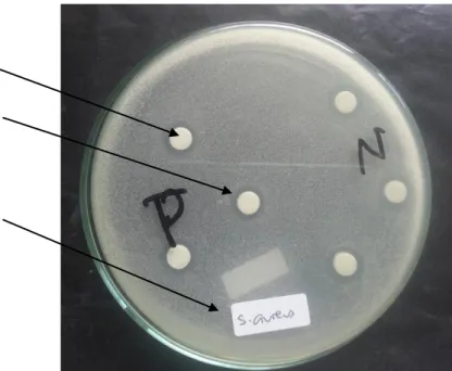 Gambar  4.8.  Hasil  Uji  Antimikrobia  Isolat  Bakteri  Berpotensi  Probiotik  dari  Dengke Naniura
