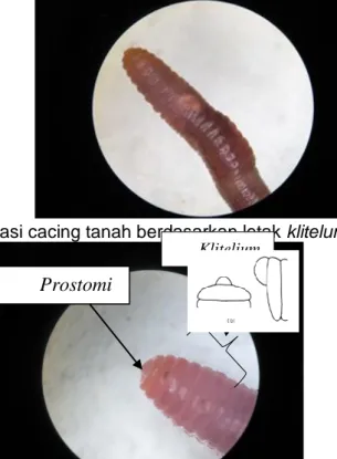 Gambar 1.  Identifikasi cacing tanah berdasarkan letak klitelum (alat reproduksi). 