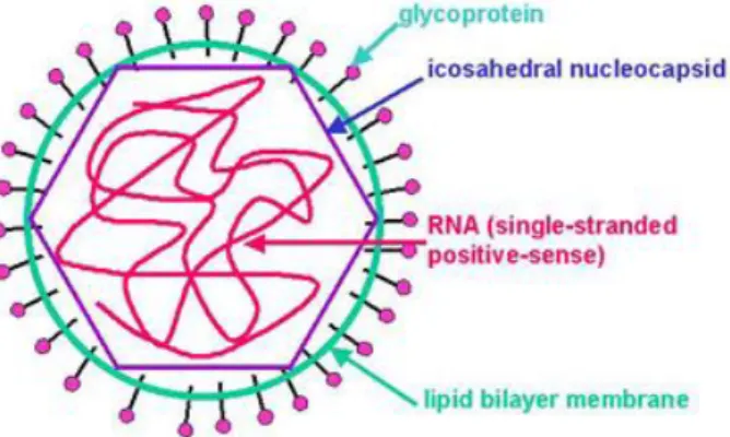 Gambar 4. Virus yang menyebabkan Rubella 