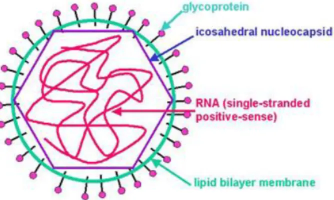 Gambar 4. Virus yang menyebabkan Rubella 