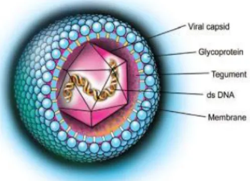 Gambar 6. Cytomegalovirus 23 