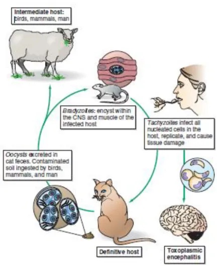 Gambar 1. Siklus hidup toksoplasma gondii. 5 