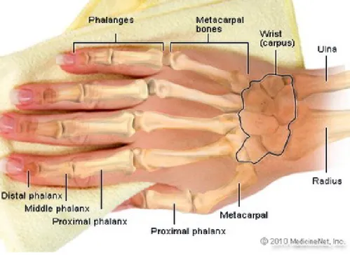 Gambar 2. Tulang pada tangan