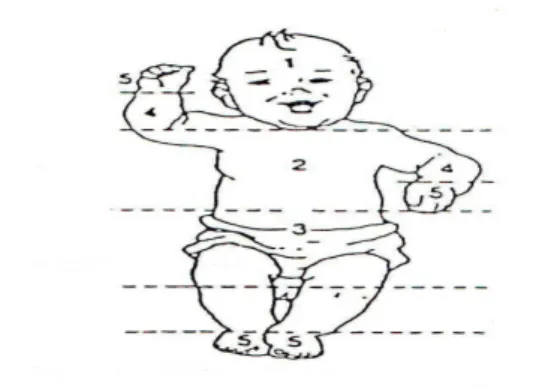 Gambar 2.1 Daerah kulit bayi yang ikterik untuk pada rumus Kramer