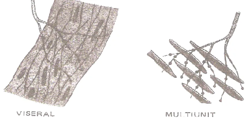 Gambar 1 Otot polos visceral dan Otot polos multi-unit