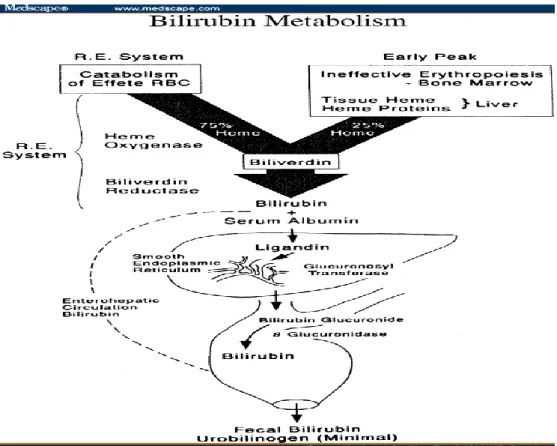 Gambar 2.5: Metabolism Bilirubin  Sumber: http://www.medscape.com/viewarticle/497028_2  