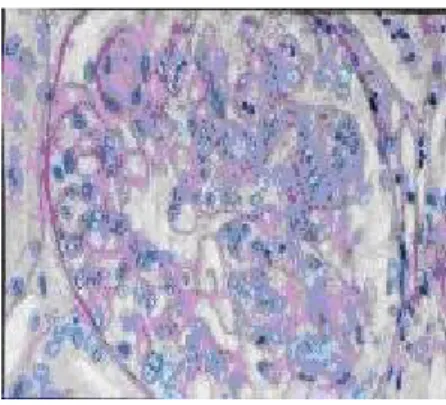 Gambar  diambil  dengan menggunakan  mikroskop  cahaya  (hematosylin  dan eosin dengan pembesaran 25×)