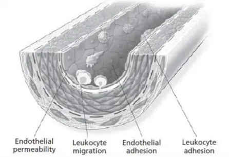 Gambar 4. Fase awal disfungsi endotel 2. Perkembangan proses aterosklerosis: peran proses inflamasi