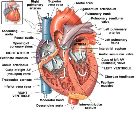 Gambar 1. Anatomi jantung