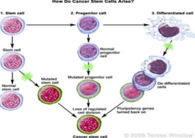 Gambar 2.3. Cancer Stem Cell 