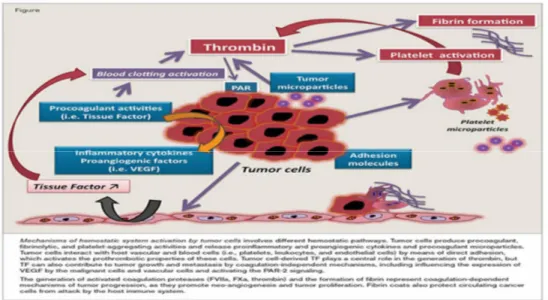 Gambar 2.6. Mekanisme aktifasi sistem hemostasis oleh sel tumor. 