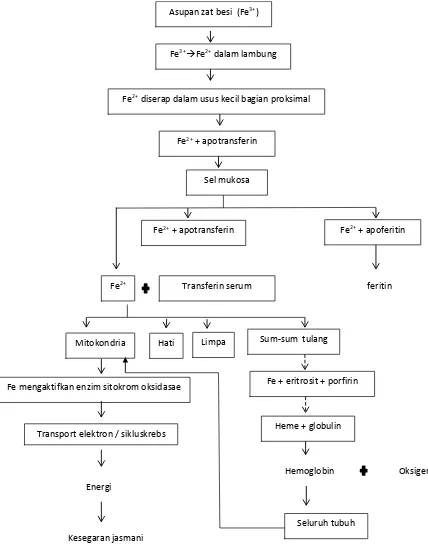 Gambar 1. Mekanisme zat besi, kadar hemoglobin dan kesegaran jasmani