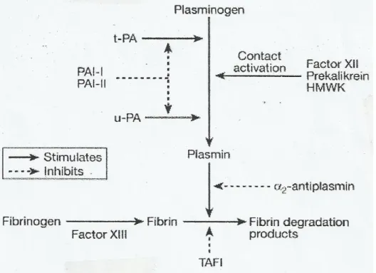Gambar 3. Sistem Fibrinolitik  8