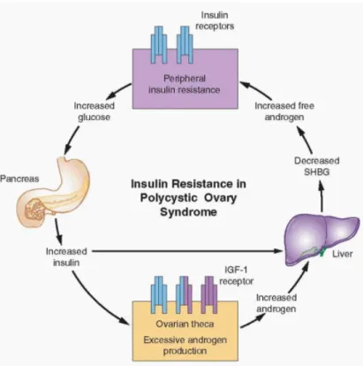 Gambar 2.5.  Hubungan Resistensi insulin dengan hiperandrogenemia 19 