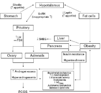 Gambar 2.6. Diagram skematik yang menunjukkan hubungan antara SOPK,  Obesitas, dan gambaran kardiovaskular pada wanita dengan SOPK