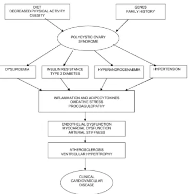 Gambar  2.7.  Skema  hipotesa pathogenesis penyakit kardiovaskular pada  SOPK. Gambar ini meringkas jalur potensial dimana faktor risiko  kardiovaskular dihubungkan dengan SOPK