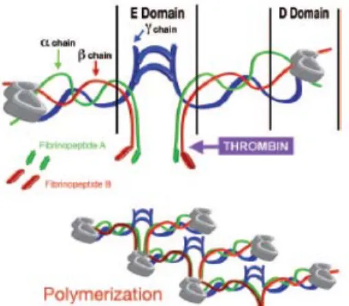 Gambar 2.8. Pemecahan thrombin dari fibrinogen dan polimerisasi monomer  fibrin menjadi fibrin