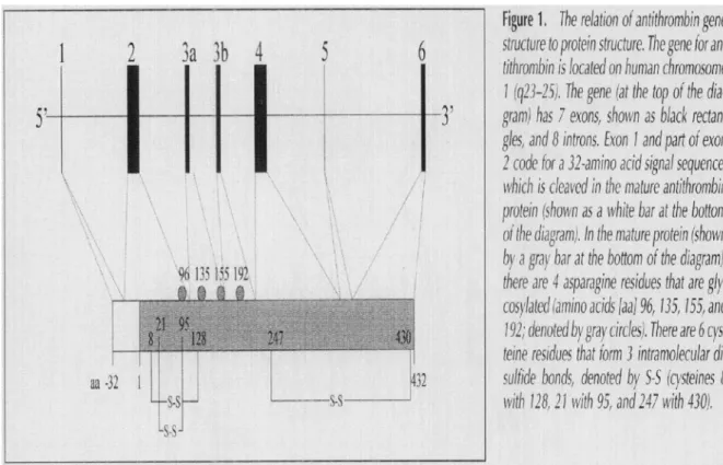 Gambar 2.1. Struktur Gen Antithrombin  5  Sumber : Kottke-Marchant K 