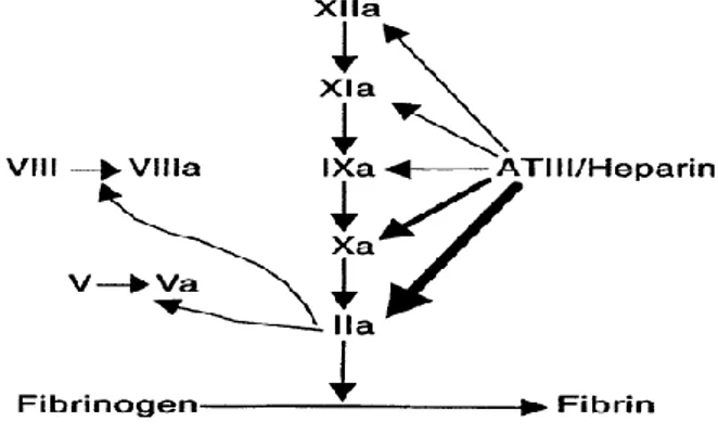 Gambar 1. Heparin/ kompleks AT-III menginaktivasi  faktor koagulasi. 9