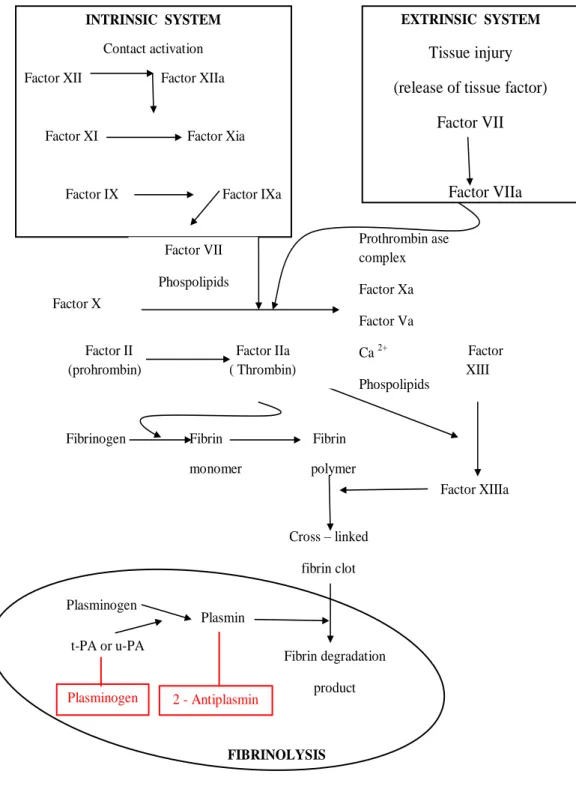Gambar 1. Skema sistem koagulasi dan fibrinolisis 