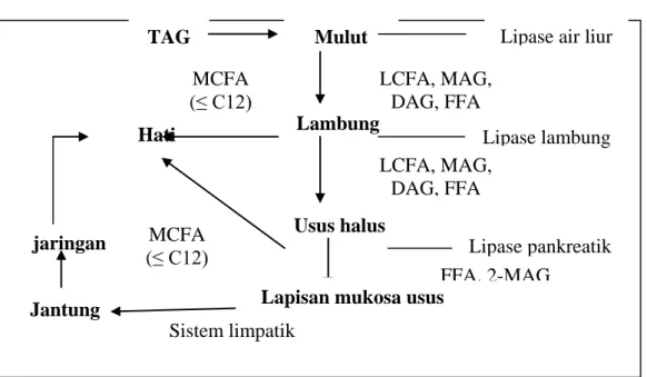 Gambar 2.2  Metabolisme dan transportasi triasilgliserol pada manusia (sumber: 