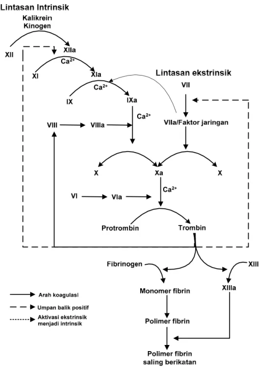 Gambar 2.1 Proses pembekuan darah 