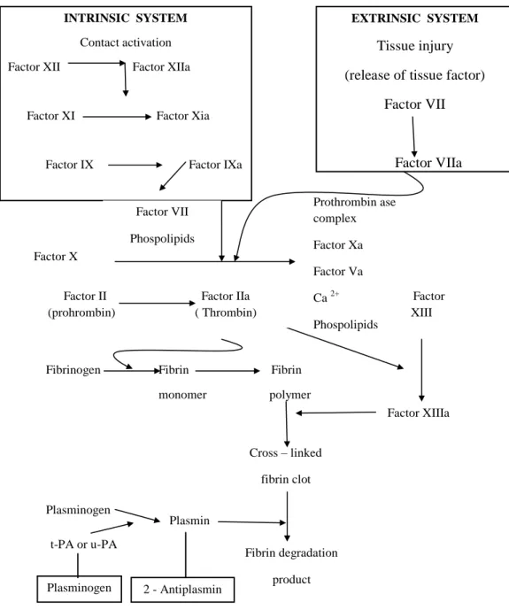 Gambar 1: Skema sistem koagulasi dan fibrinolisis 