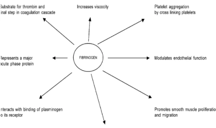Gambar 2.1 Plasma fibrinogen, thrombogenesis and atherogenesis. 4 