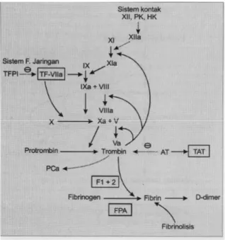 Gambar  3.  Kaskade  koagulasi.  Van  Gorp  ECM,  1999  (dengan  modifikasi).  PK,  prekalikrein;  HK,  kininogen  berat  molekul  tinggi;  TF,  faktor  jaringan;  TFPI,  inhibitor  jalur  faktor  jaringan;  AT,  anti  thrombin;  TAT,  komplek  thrombin-an