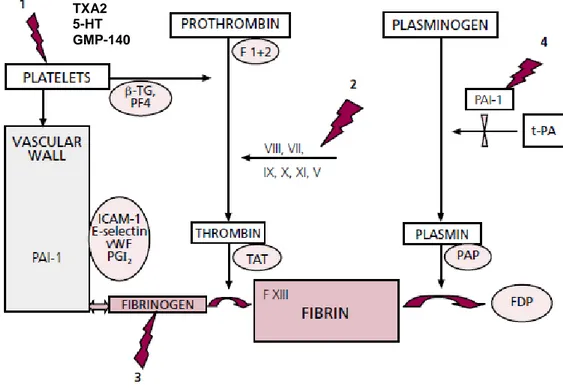 Gambar 2.4.1  Skema sistem koagulasi dan fibrinolisis  50
