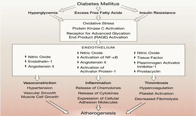 Gambar 2.2 . Proses Aterogenesis Pada Diabetes Mellitus ( sumber: Beckman  JA,  Creager  MA,  Libby  P