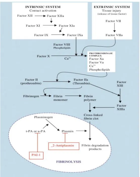 Gambar 2.3. Kaskade Koagulasi dan Fibrinolitik ( sumber: Grant PJ. Diabetes  Mellitus as a Prothrombotic Condition