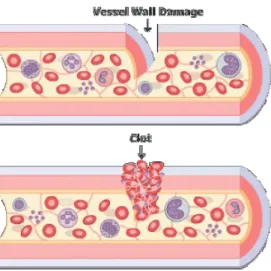 Gambar 1: Faal Hemostasis